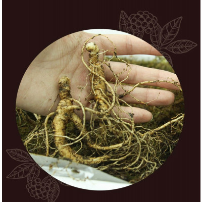 산양삼 12~15년근 특 선물용 / 5뿌리 + (가족삼)2뿌리