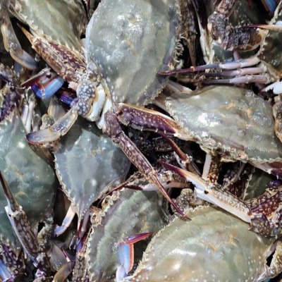 서해 활숫꽃게 1kg (2~3미)